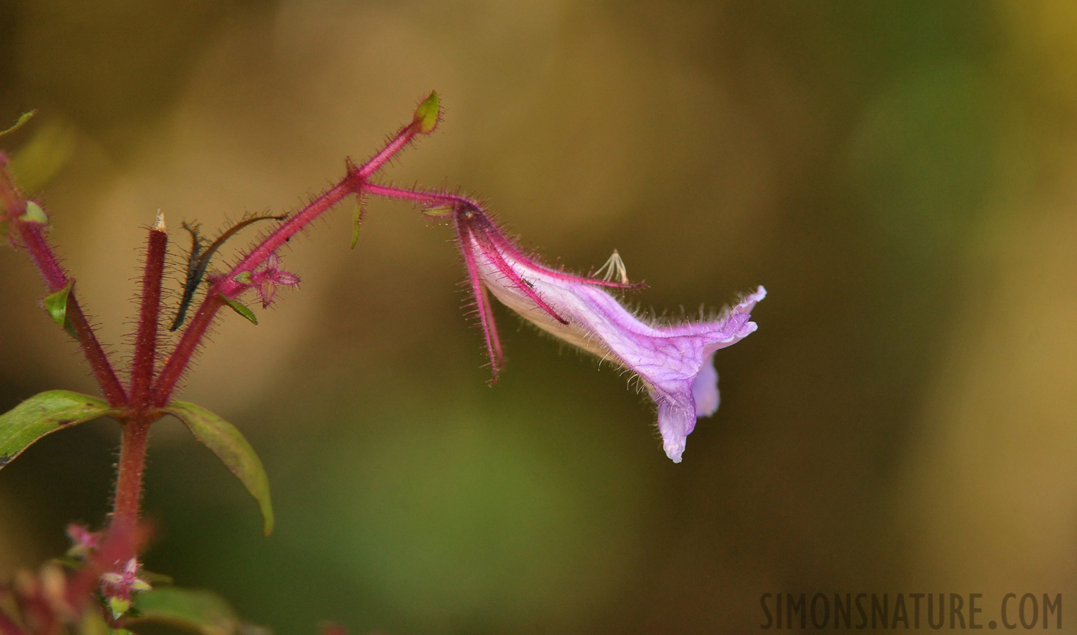 Strobilanthes sp [550 mm, 1/500 Sek. bei f / 8.0, ISO 4000]